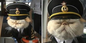 這兩隻喵喵的主人是個船長，所以，牠們也要在船上幫忙執勤