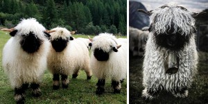 這些綿羊和熊貓一樣，又黑又白，見到他們第一眼的感覺是可愛還是可怕呢？