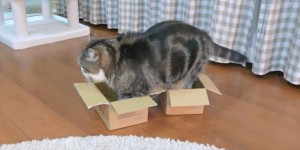 一個箱子剛剛好，但這次主人給喵喵兩個箱子看看牠有什麽反應，喵生好難，陷入困惑