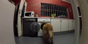 媽媽把黃金獵犬的寶貝熊玩偶洗乾淨後故意留在洗衣機裡，果然，小黃金很快就去解救牠了