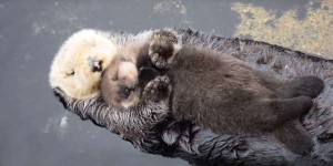 水獺媽媽怕弄溼寶寶，浮在水面上抱著寶寶讓牠安穩睡的照片讓人暖到心坎裡