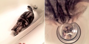 貓咪洗澡時看到「自己反射出來的倒影」懷疑的抬起頭，好像再說：誰跟我說一下牠是誰...