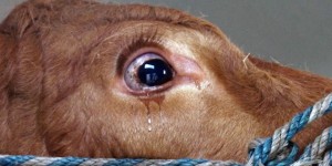 這隻以為要被結束的牛在移送的過程中全身發抖最後竟然開始流淚…辛好這次，結束不是牠的結果