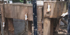 動物園收到遊客回報「松鼠被網子卡住了」，沒想到園方卻說松鼠不是被卡住而是在玩躲貓貓...