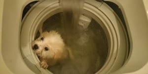 富二代公子哥把汪星人丟進洗衣機說這是快速洗狗方法，拍下這些照片後，沒錯，你等著被肉搜了...