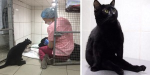 這隻受傷癱瘓後的貓咪竟然在診所裡當起動物診所的駐院貓咪，牠會陪伴來這救醫的喵喵和狗狗讓牠們不再害怕...