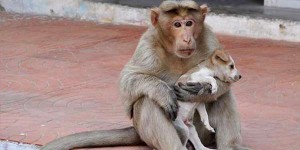 這隻獼猴把一隻流浪狗寶寶當作親生兒子養，遇到野狗騷擾時更是會拼了命決鬥...