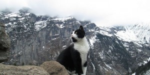 這是一隻會引路的神秘貓咪，當你在這山中迷路牠會帶著你下山，然後就悄悄離開