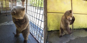 世界上最悲傷的熊被無良商人困在鐵籠2年終於獲救，但大家很快就發現還不能高興得太早…