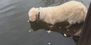 一開始大家都不知道這隻狗狗在河裡幹嘛，幾秒鐘後…哇，你怎麼會這招