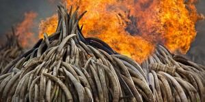 除非象牙在大象身上，否則它不具任何價值，肯亞總統下令一口氣燒毀市價32億的象牙...