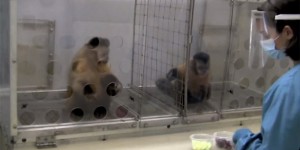 動物學家找了兩隻猴子做同工不同酬的實驗，一隻給葡萄，一隻給黃瓜，猴子暴走了