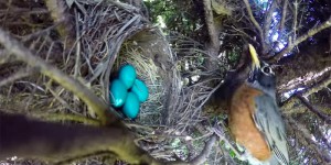 想拍攝鳥蛋孵化過程，但鳥媽媽ㄧ轉身飛走，4顆未孵化的蛋寶瞬間都沒有了