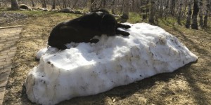 這隻狗狗拼命守護冬天的最後一灘積雪，當雪徹底融化後…牠的哀傷表情讓人超想拍拍啊！