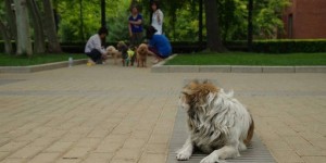 公園裡一堆主人帶著狗狗交友連誼，遠處卻有隻流浪狗落寞的望著牠們...