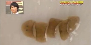 一刀二刀三刀四刀，這條蟲切越多再生越多，好想要有這種能力啊