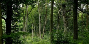 來做個森林系的心理測驗吧，你會想踏上哪一種旅程呢？