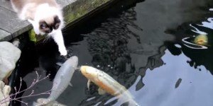 這隻貓咪跑到魚池，大家本來以為他是想抓魚，沒想到他只是想交朋友