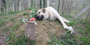 祭拜父親時家裡的狗狗一直趴在墓上，看牠傷心的模樣不禁打溼了眼框