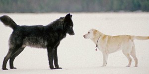 出外旅遊時家裡的拉布拉多傻傻的衝向雪地中的狼想跟牠玩耍，幸好，牠是隻友善的狼