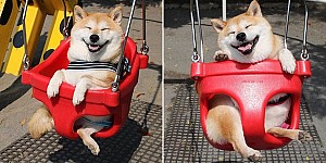 這隻柴犬一坐上鞦韆就露出超萌笑容，網友直呼「太療癒啦」！
