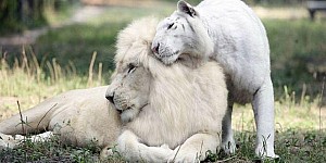 超珍稀的白獅子和白老虎順利生出4隻獅虎獸寶寶，牠們咧嘴大笑的萌樣絕對把你融化慘啊！