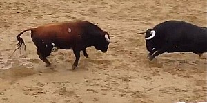 這兩隻公牛在鬥牛場用盡全力朝對方衝過去，豈料下一秒卻出現讓大家都覺得超殘忍的畫面