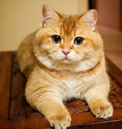 大橘猫是什么品种图片