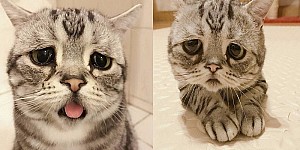 這隻有著全世界最悲傷臉的貓只有在一種情況會笑