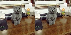 網友因為萌，拜了一隻小萌貓，一年後：喂！我的萌萌去哪了！