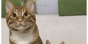 橘貓和灰貓生了一窩貓，不過沒有一隻是橘色的，貓爸感覺不是很開心啊，哈！