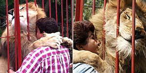 這隻獅子，每當救命恩人走到鐵籠邊召喚牠，牠都會立起身給她一個大大的擁抱