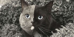 萌貓你一定看很多，但這隻黑白朗君雙色貓你絕對沒看過